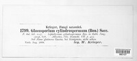 Gloeosporium cylindrospermum image